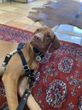 Cozy Canine in Ventura
