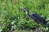 Great Blue Heron Hunting in Wetland Vegetation