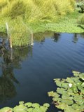 Serene Lily Pad Pond