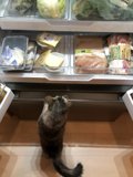 Feline Feast Finder
