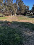 Canine Stroll through Nature's Scenic Path