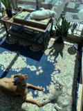 Furry Companions in the Living Room