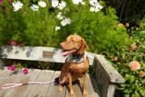Herbal Hound