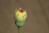 Sunny Sprout