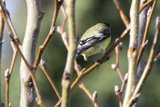 Spring Perch