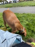 Puppy Love on the Grass