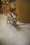 Skyela's Leash Adventure in Japan Town, 2023