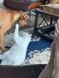 Furry Friends at Play
