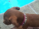 Poolside Pup