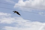 Majestic Flight