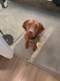 Floor-Sitting Canine