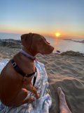 Sunset Serenade with Man's Best Friend
