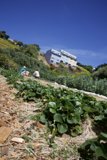 Cultivating Connection: Earth Day at Alemany Farm