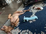 Playtime on the Hardwood Floor