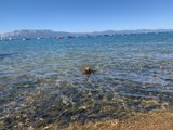 Canine Water Sports