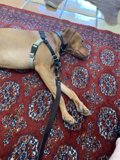 Canine Comfort