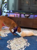 Furry Friends Relaxing by the TV