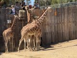 Tall Encounters at the Oakland Zoo