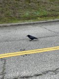 Road Crosser
