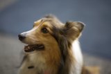 Majestic Collie