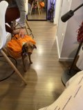 Fashionable Canine Backpack