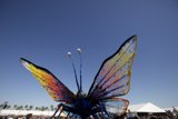 Colorful Butterfly Takes Flight