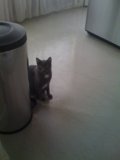 The Cat and the Tin Can