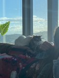 Lazy Afternoon with My Furry Companion