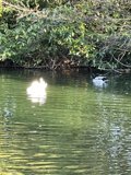 Swimming Ducks near Trees at Stow Lake
