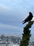 Crow's Eye View of San Francisco