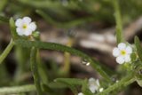 White Geranium with Dew Drops