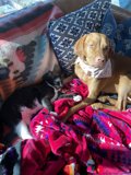 Furry Friends on a Cozy Couch