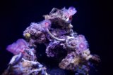 Aquatic Blossom - A Unique Coral Display in Golden Gate Park