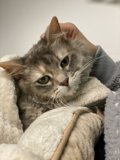 Cozy cuddles with an Abyssinian cat