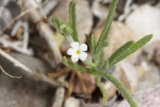 Delicate Desert Bloom