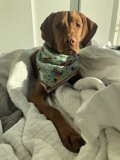 Cozy Canine