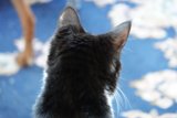 Feline Curiosity