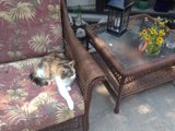 Feline Furniture