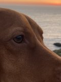 Tranquil Sunset with my Vizsla