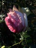 Blooming Rose in Altadena