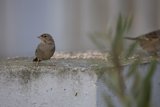 Birds of a Feather: Companions on Concrete