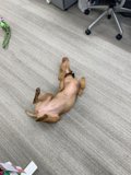 Relaxing with a Furry Friend on Hardwood Floors
