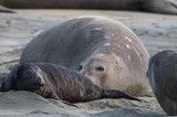Elephant Seal Mother and Pup at Drakes Beach