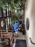 The Man and the Tree