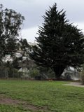 Majestic Evergreen Tree in the Park