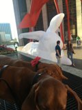 Puzzled Pup and the Inflatable Rabbit