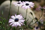 A Bunch of Fresh and Colorful Daisies