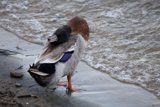The Serene Lakeside Watcher: A Majestic Mallard at Merced