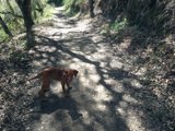 Exploring the Woodland Path