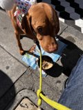 Stylish Dog Walk in the City